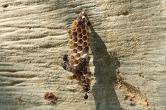 Ropalidia unidentata