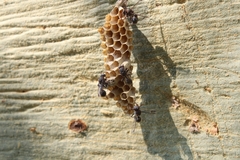 Ropalidia unidentata