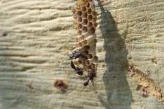 Ropalidia unidentata