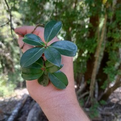 Archidasyphyllum diacanthoides