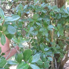 Archidasyphyllum diacanthoides