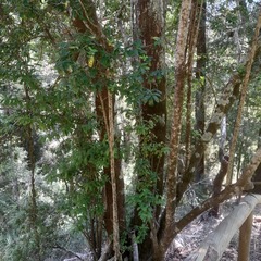 Archidasyphyllum diacanthoides