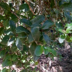 Archidasyphyllum diacanthoides