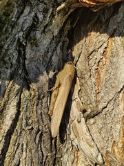 Anacridium aegyptium