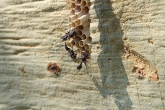 Ropalidia unidentata