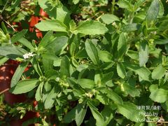 Stevia rebaudiana