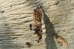 Ropalidia unidentata