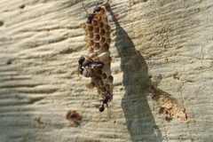 Ropalidia unidentata