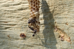 Ropalidia unidentata