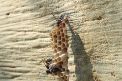 Ropalidia unidentata