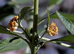 Buddleja tucumanensis