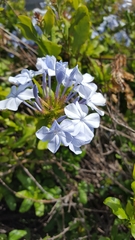 Plumbago auriculata