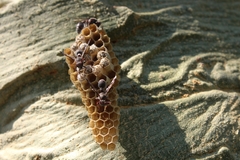 Ropalidia unidentata