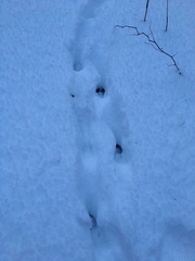 Odocoileus virginianus borealis