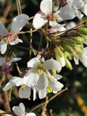 Diplotaxis erucoides