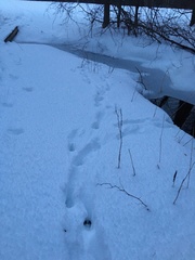 Odocoileus virginianus borealis