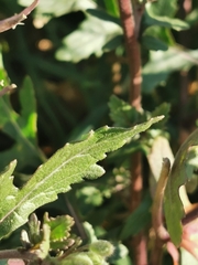 Diplotaxis erucoides