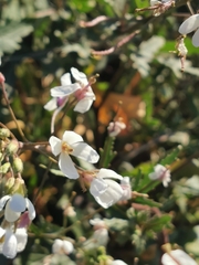 Diplotaxis erucoides