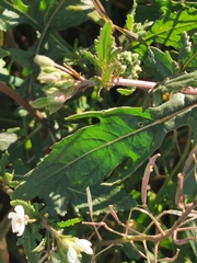 Diplotaxis erucoides