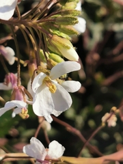 Diplotaxis erucoides