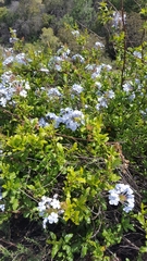 Plumbago auriculata