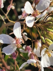 Diplotaxis erucoides