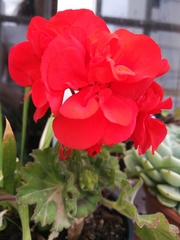 Pelargonium