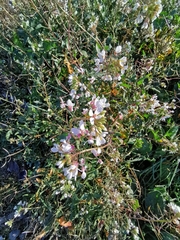 Diplotaxis erucoides