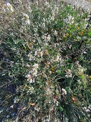 Diplotaxis erucoides