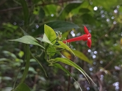 Manettia reclinata