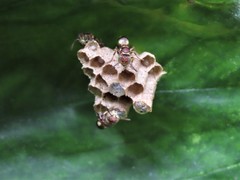 Ropalidia cyathiformis