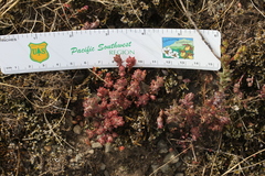 Sedum radiatum