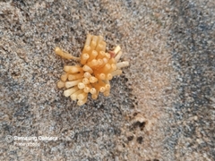 Rapaninae