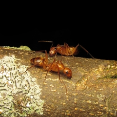 Camponotus