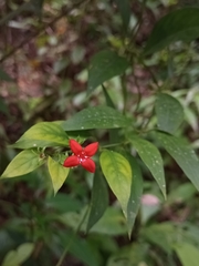 Manettia reclinata