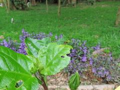 Diptera