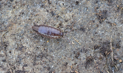 Chaetophiloscia elongata