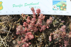 Sedum radiatum