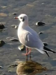 Chroicocephalus ridibundus