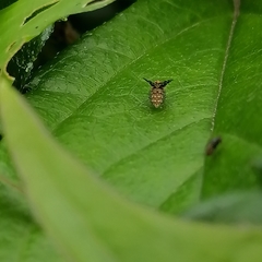 Homoneura trypetoptera