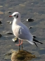 Chroicocephalus ridibundus