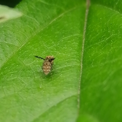 Homoneura trypetoptera