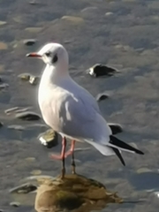 Chroicocephalus ridibundus