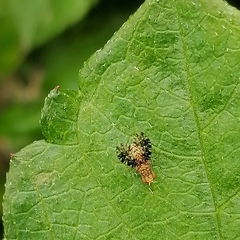 Homoneura trypetoptera