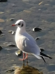 Chroicocephalus ridibundus