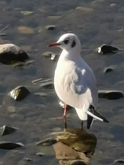 Chroicocephalus ridibundus