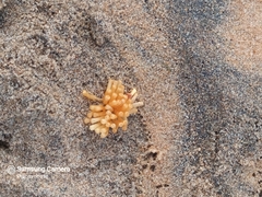 Rapaninae