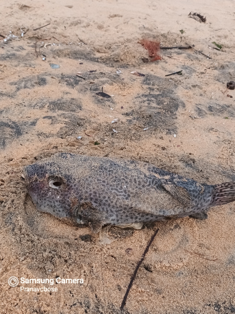 Blackspotted puffer