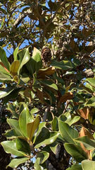 Magnolia grandiflora