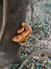 Flammulina filiformis